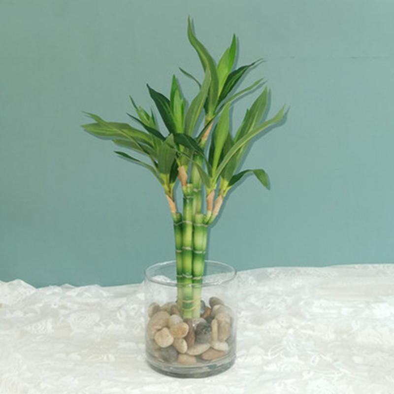 Marine Fish Tank - Neue 40cm Künstliche Glücksbambus-Sukkulentenpflanze, Grüne Topfpflanze