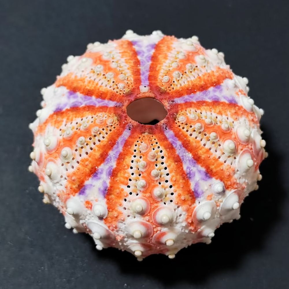Marine Aquarium - Seeigel-Handwerk für Zhuolangge, Meereslebewesen-Ornament, ästhetische Basis