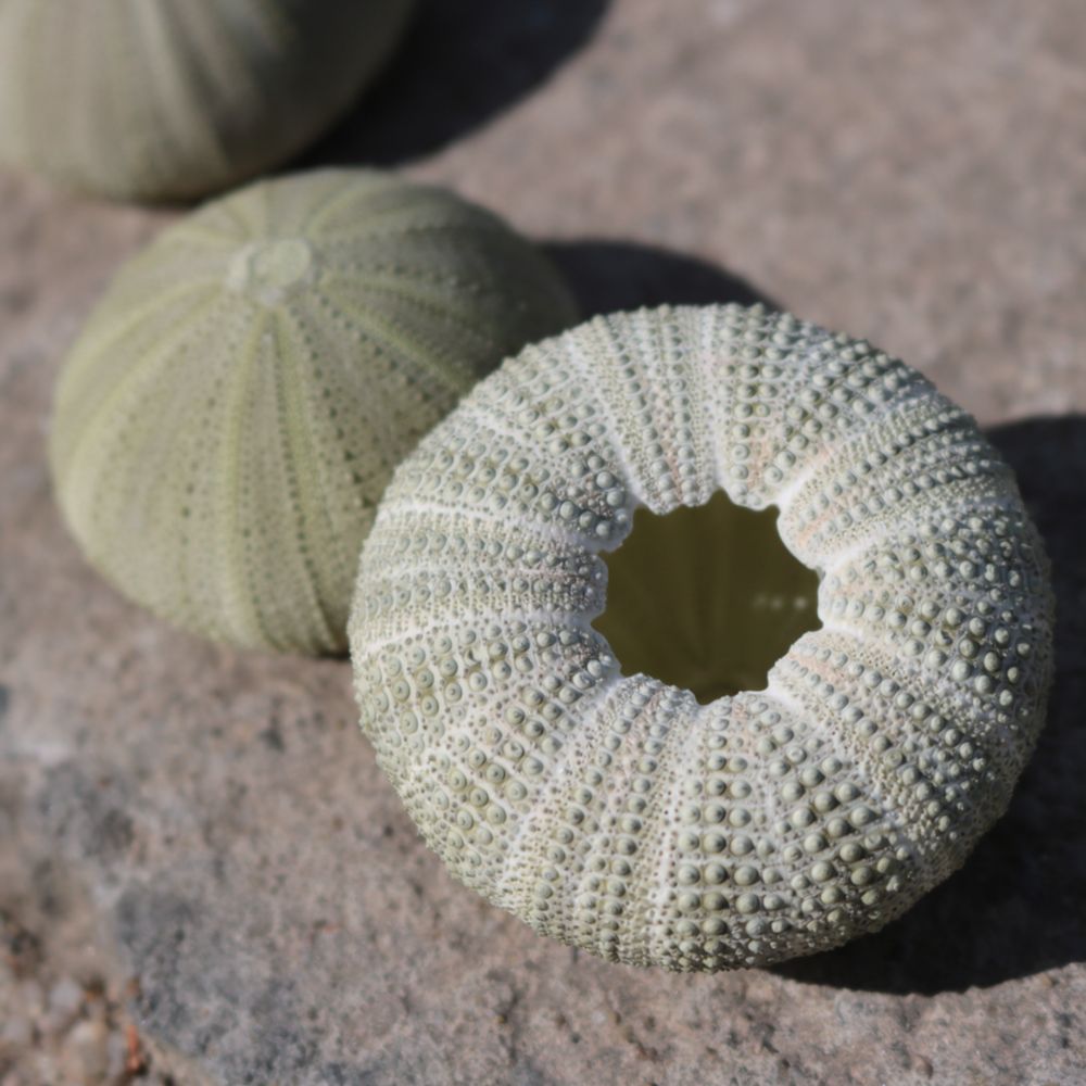 Seeigel-Handwerk für Zhuolangg – Marine Aquarium Bewertung und Preis
