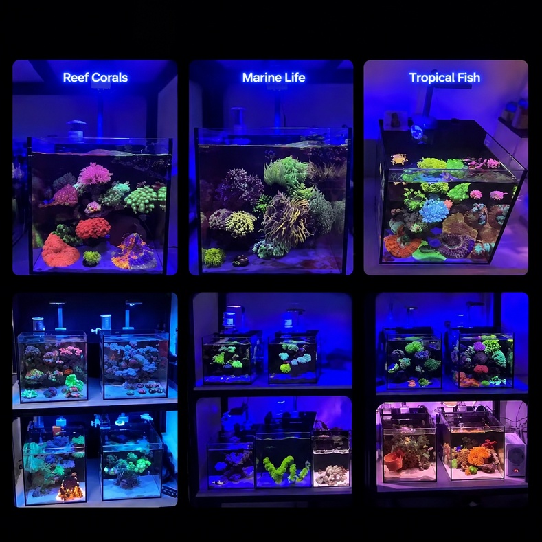 AS Korallenriff LED-Aquariumbe – Reef Lighting Bewertung und Preis